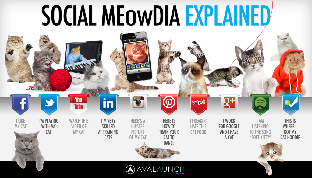 social-media-cats